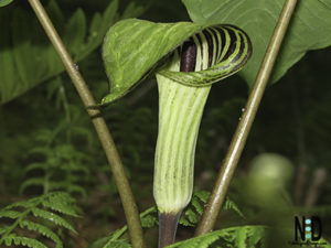 Jack in the Pulpit