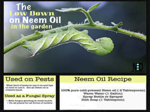 Low Down on Neem Oil For ...