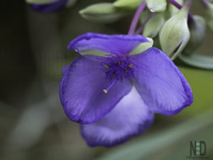 Spiderwort