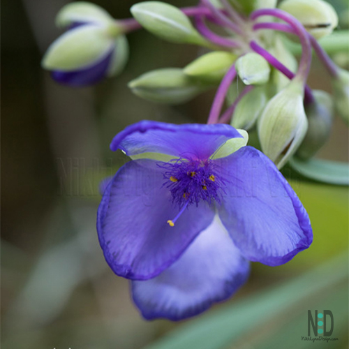 Spiderwort Wildflower