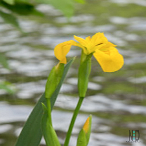 Yellow Flag Iris Wildflower