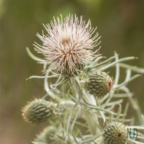 Dune Thistle Flower Wildflower