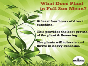 Plant in Full Sun