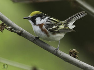 Chestnut Sided Warbler