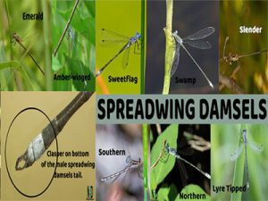 Spreadwing Damselflies