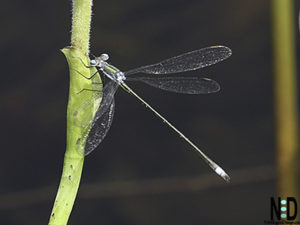 Spreadwing Damselflies