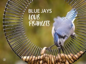 Blue Jays and Peanuts