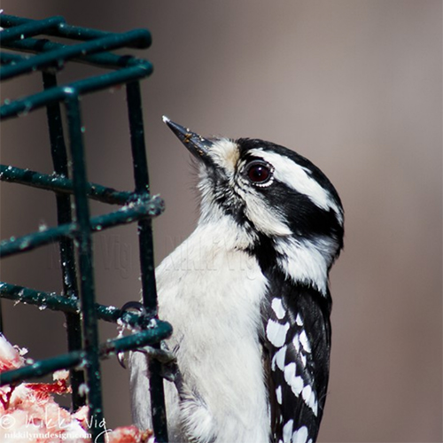 Downy woodpeckers are the smallest of North America's woodpeckers but there are many smaller species elsewhere, especially the piculets. The total length of the species ranges from 14 to 18 cm (5.5 to 7.1 in) and the wingspan from 25 to 31 cm (9.8 to 12.2 in). They love to eat suet from feeders in the winter. This little guy is currently winter feeding - eating my homemade suet. Enjoy little guy!
