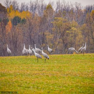 Fields Of Sandhill Cranes