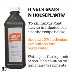 Fungus Gnat Indoor Houseplant Recipe