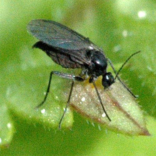 How To Get Rid Of Fungus Gnats on Houseplants