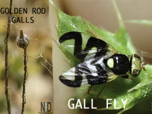 Gall Fly Produces Goldenr...