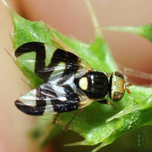 Goldenrod Gall Fly Balck White Green Fly With Black Pattern on Wings