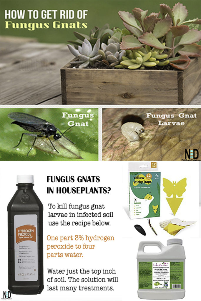 How to Get Rid of Fungus Gnats in Houseplants, Organically! ~ Homestead and  Chill