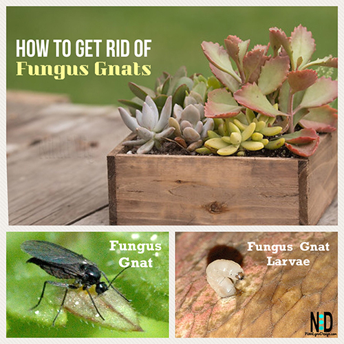 How To Get Rid Of Fungus Gnats