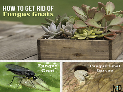 How to Get Rid of Fungus Gnats for Indoor Plants - Dossier Blog