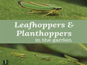 Leafhoppers and Planthopp...