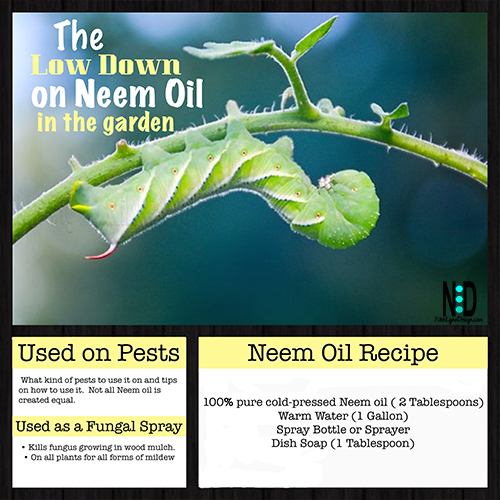 Low Down on Neem Oil For Plants