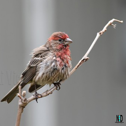 Male House Finch