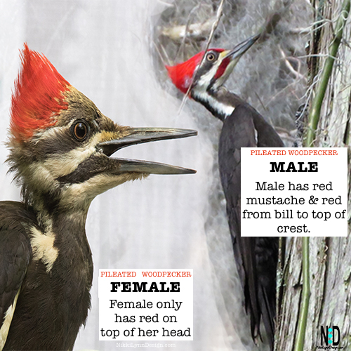 Male and Female Pileated Woodpecker