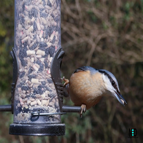 Red Breasted Nuthatch