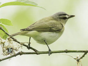 Red Eyed Vireo