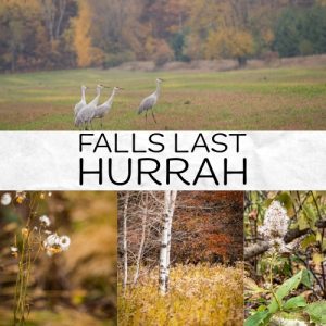 Fall's Last Hurrah: Field...