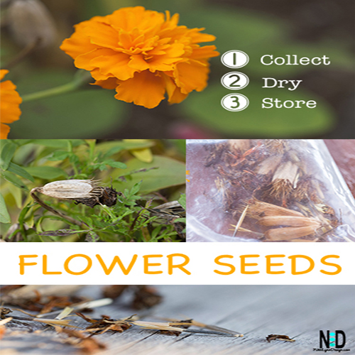 Saving Flower Seed: Collect, Dry and Store