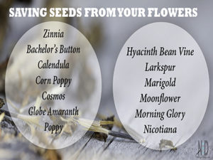 Saving Flower Seed