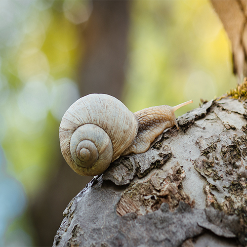 Snails in the garden