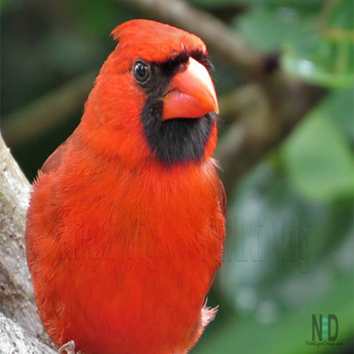 All About the Northern Cardinal