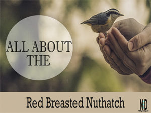 Red-Breasted Nuthatch