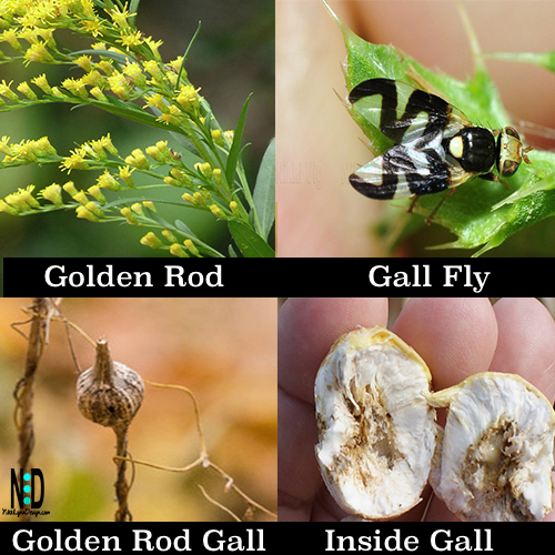 Gall Fly Produces Goldenrod Galls