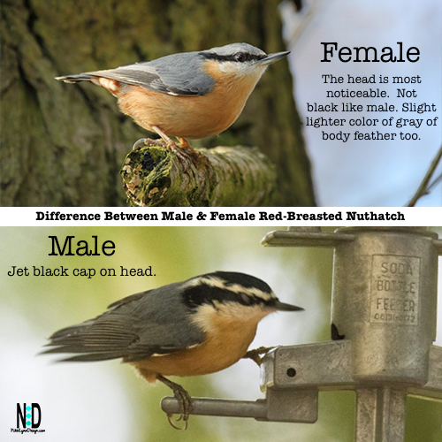 Red-breasted nuthatches are around 4-1/2 inches long and are a blue-grey colored bird with a black-capped head with white stripes above their eyes. Their breasted is a rusty nutmeg colored.  Females have a tad of a blue hue to the cap on their head.