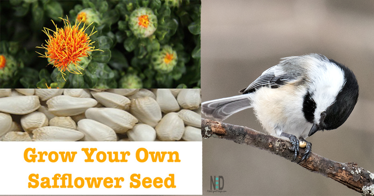 Grow Your Own Safflower Seed - Nikki Lynn Design