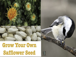 Grow Your Own Safflower S...