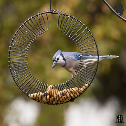 Blue Jays and Peanuts