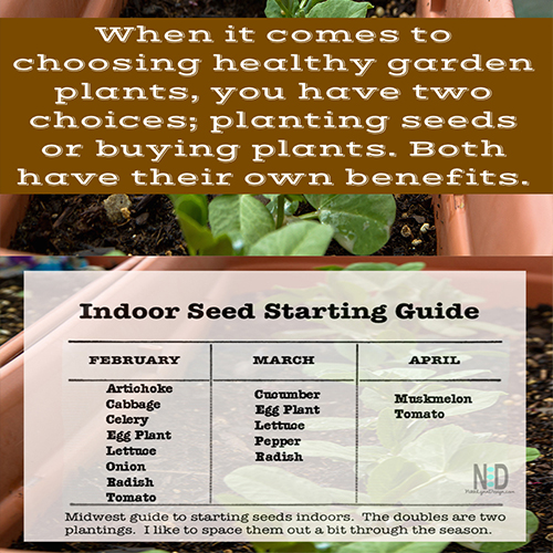 When it comes to choosing healthy garden plants, you have two choices; planting seeds or buying plants. Both have their own benefits.