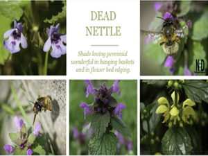 Dead Nettle Plant