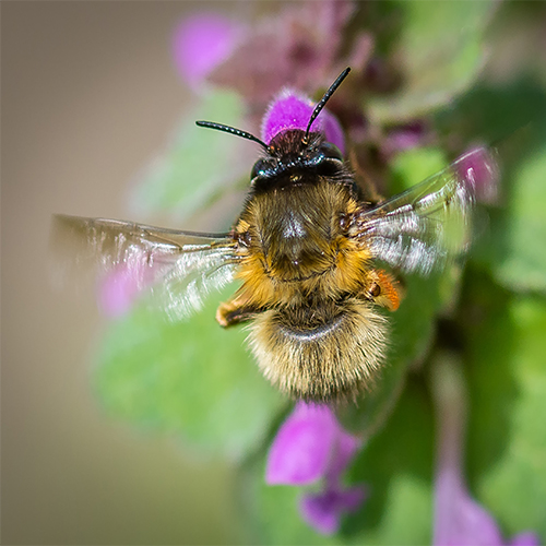 Dead Nettle Plant