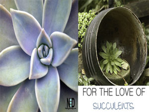 For the Love of Succulent...