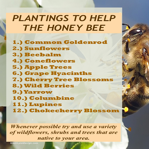 Want to help out the declining honey bee population? I have put together a list of 3 things gardeners can do to help the declining honey bee population.