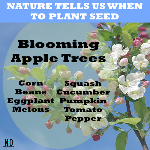 There has never been a fast and hard rule for timetables for weather. Each year planting is different and can vary from the past year. But, lucky Mother Nature gives us signs each year of when that time is. Look to nature when deciding when to plant yearly vegetable gardens.