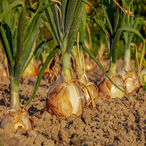 Garden onions growing in a garden.