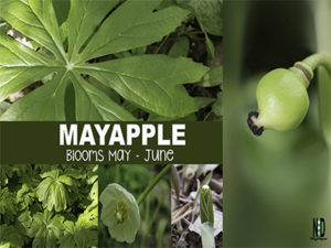 Mayapple Wildflower