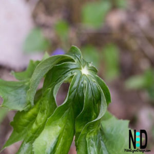Mayapple Wildflower - Large umbrella like green plant that will produce a small white flower under the umbrella.