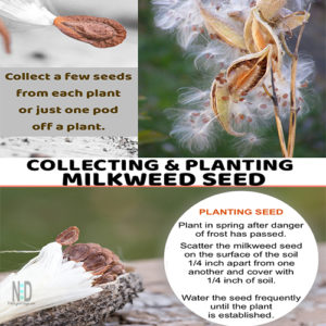 Collecting and Growing Milkweed Seed for Monarchs