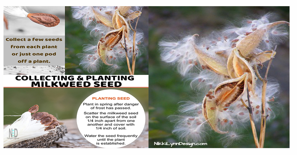 Collecting and Planting Milkweed Seed - Nikki Lynn Design