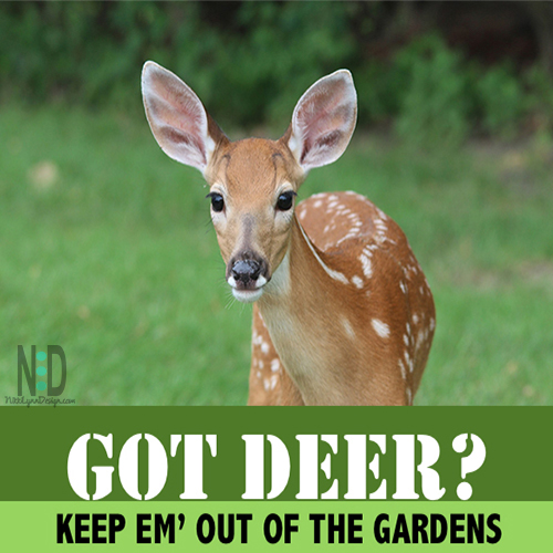 Got Deer? Keep Em' Out Of Your Gardens