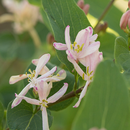 Showy Bush Honeysuckle